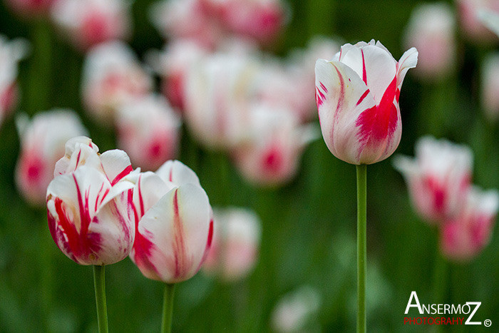 Tulip festival flower 289