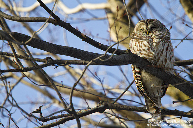 Barred owl