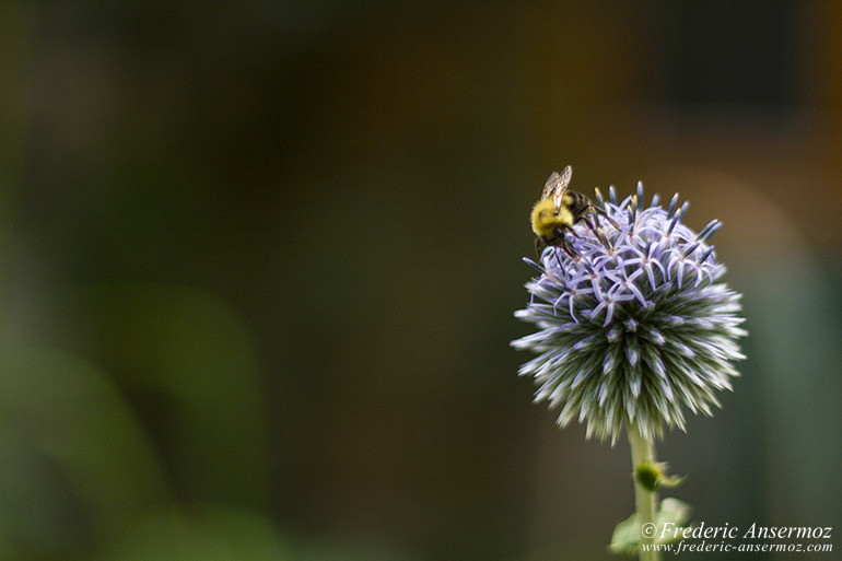 Abeille sur une fleur