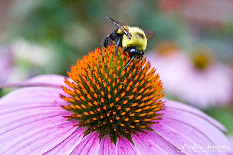 Bee gathering pollen on a flower