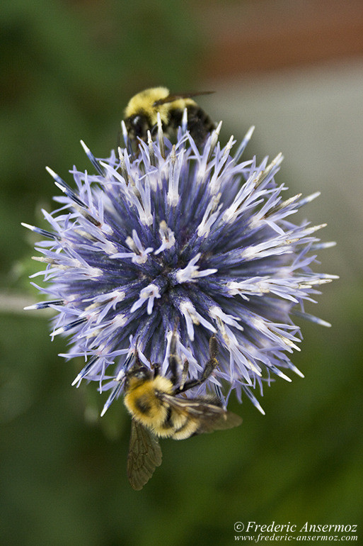 Bees on a flower