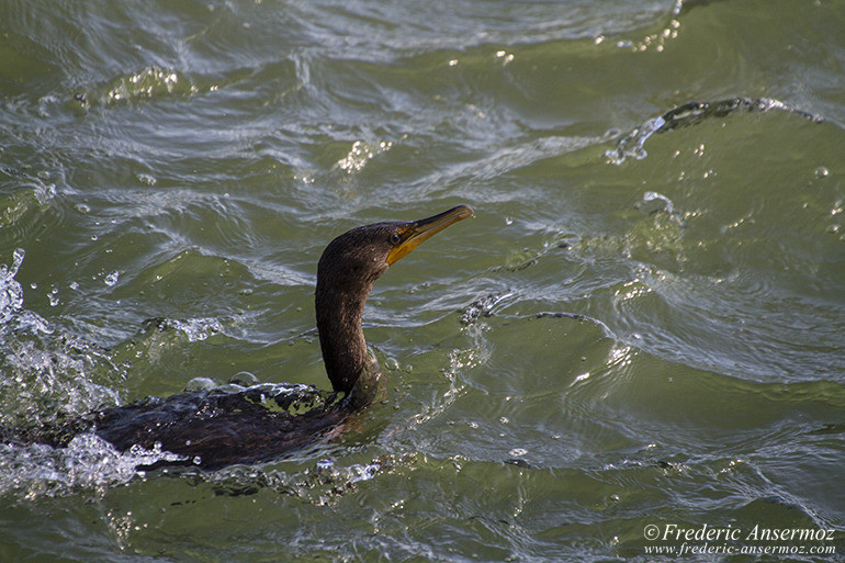 Cormorant sur le canal Lachine à Montréal