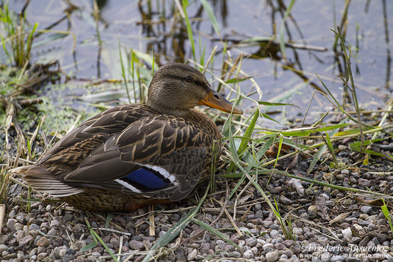 Duck montreal