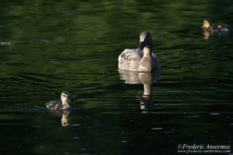 Ducks montreal