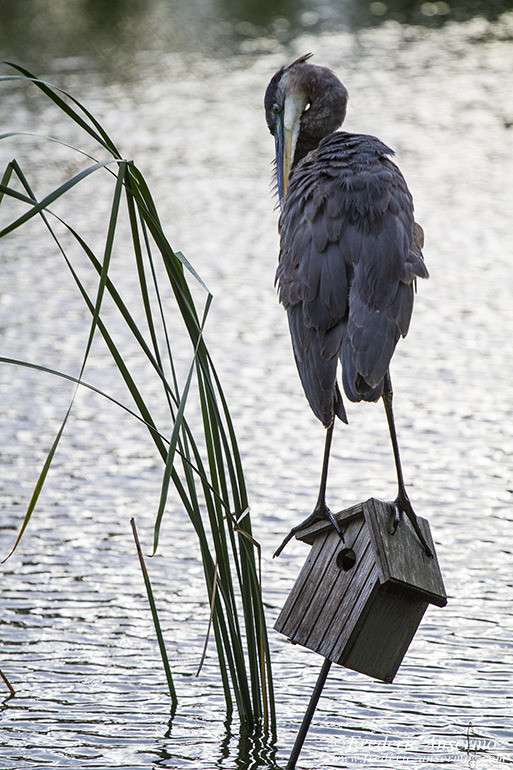 Great blue heron botanical garden