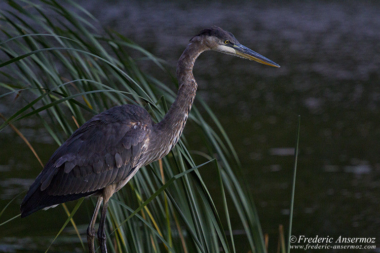 Great blue heron montreal