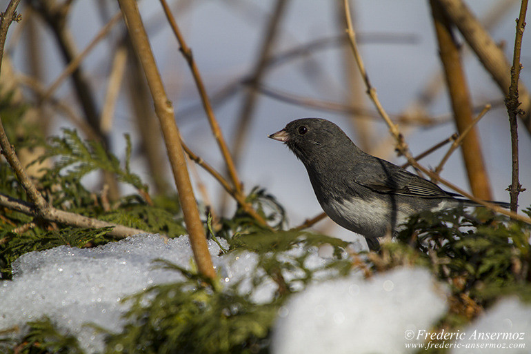 Grey bird montreal