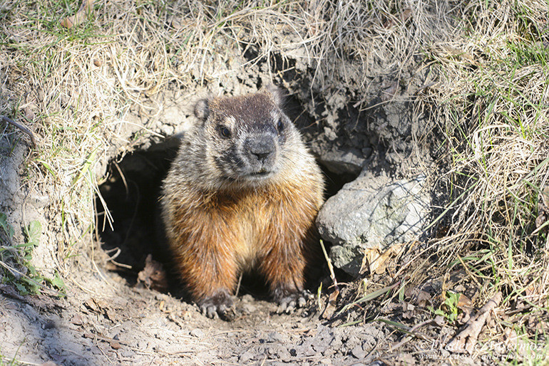 Marmot montreal