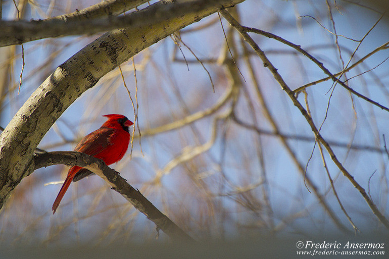 Northern cardinal bird