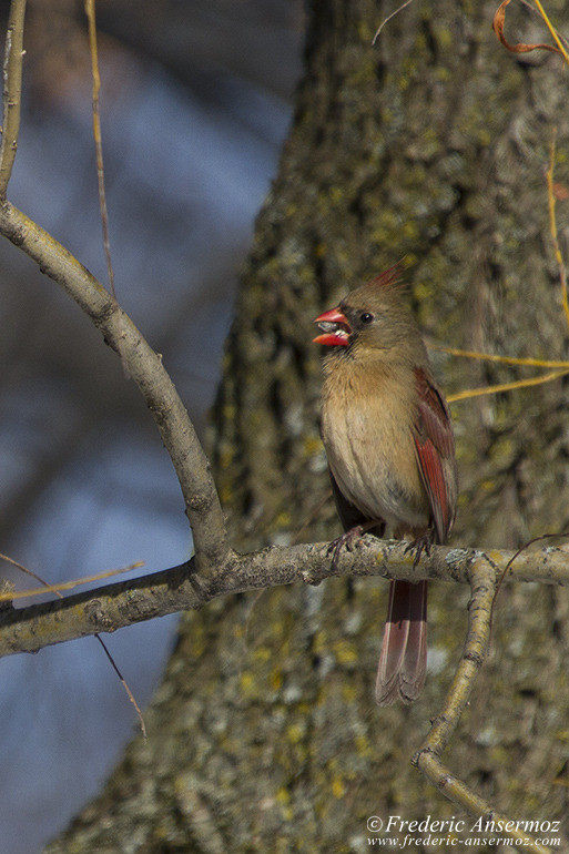 Northern cardinal female