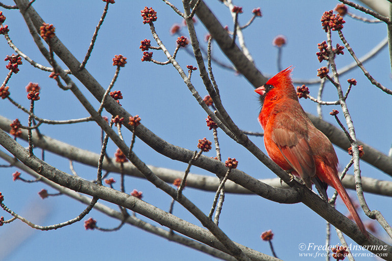 Northern cardinal