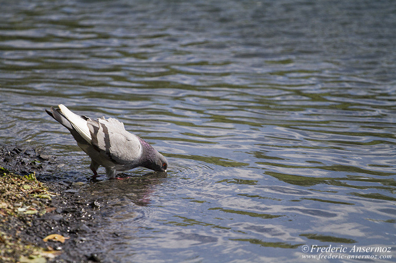 Pigeon drinking