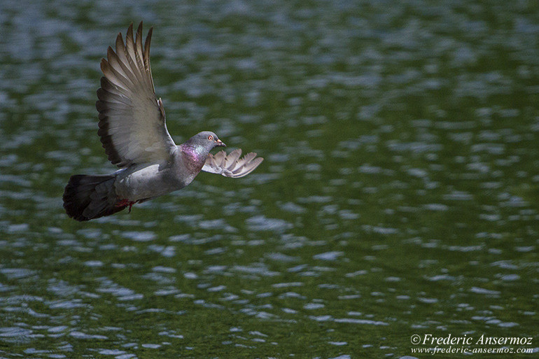 Pigeon flying