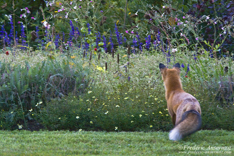 Red fox hunting at the Botanical Garden of Montreal