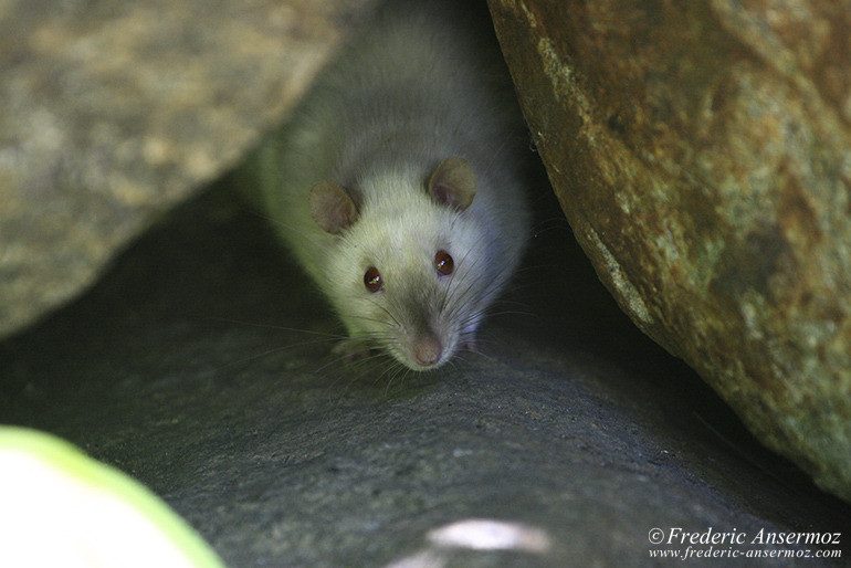 White rat at Mount Royal park White rat at Mount Royal park