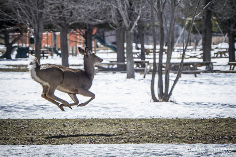 White tailed deer flying