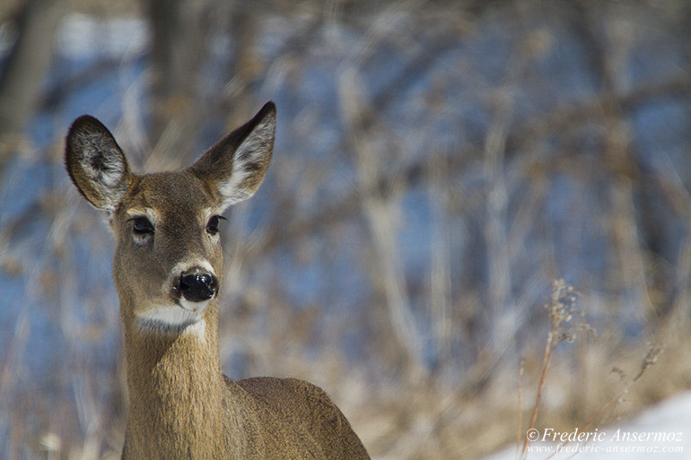 White tailed deer winter