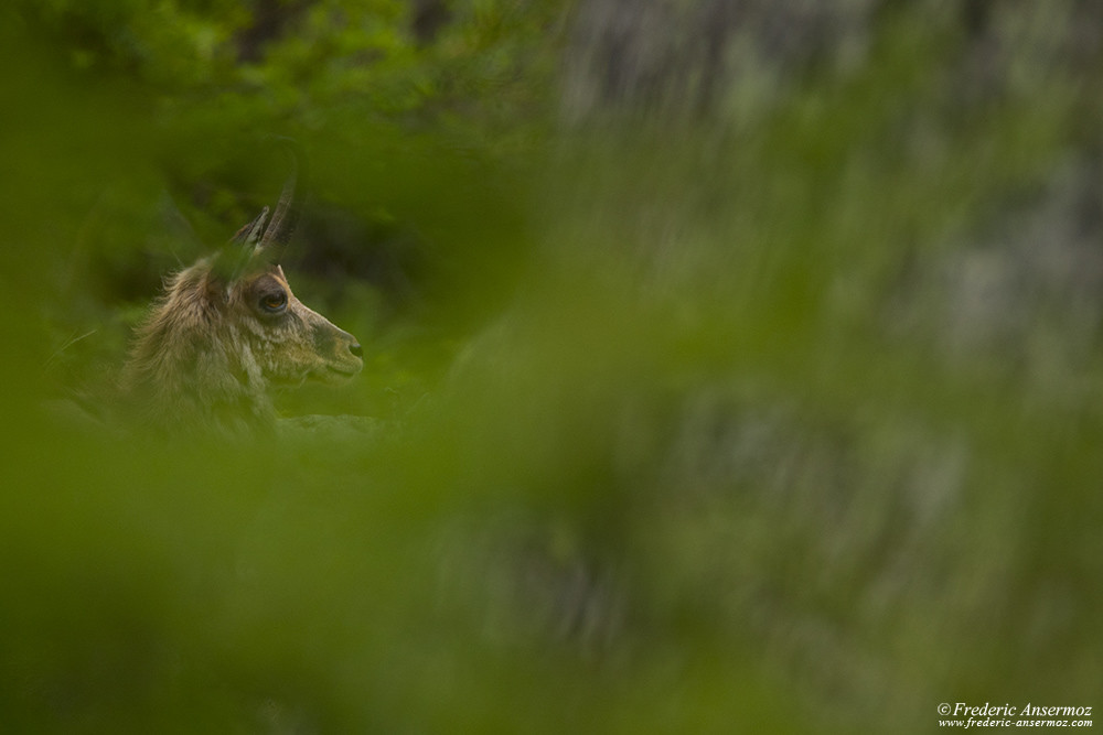 Chamois au Grand Paradis, faune sauvage en Italie