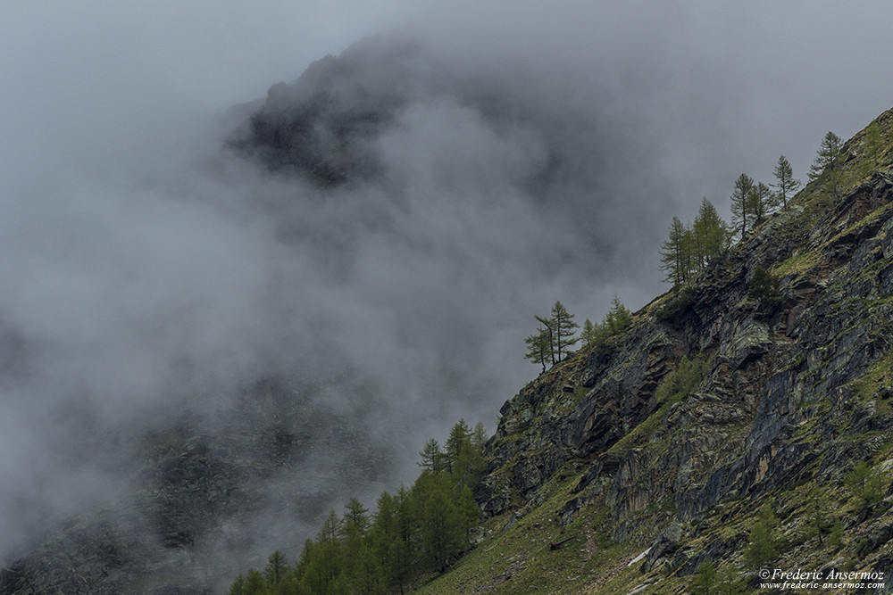 Sapins sur une arête de montagne, randonner sous la pluie