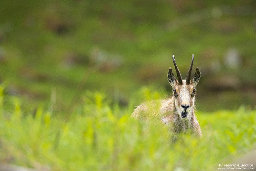 Valnontey, Chamois, faune sauvage dans le parc du Grand Paradis