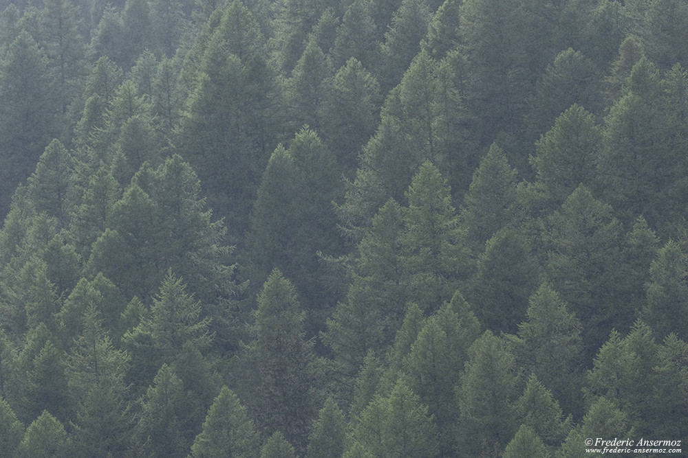 Forêt de sapins sous la pluie, randonner en Italie