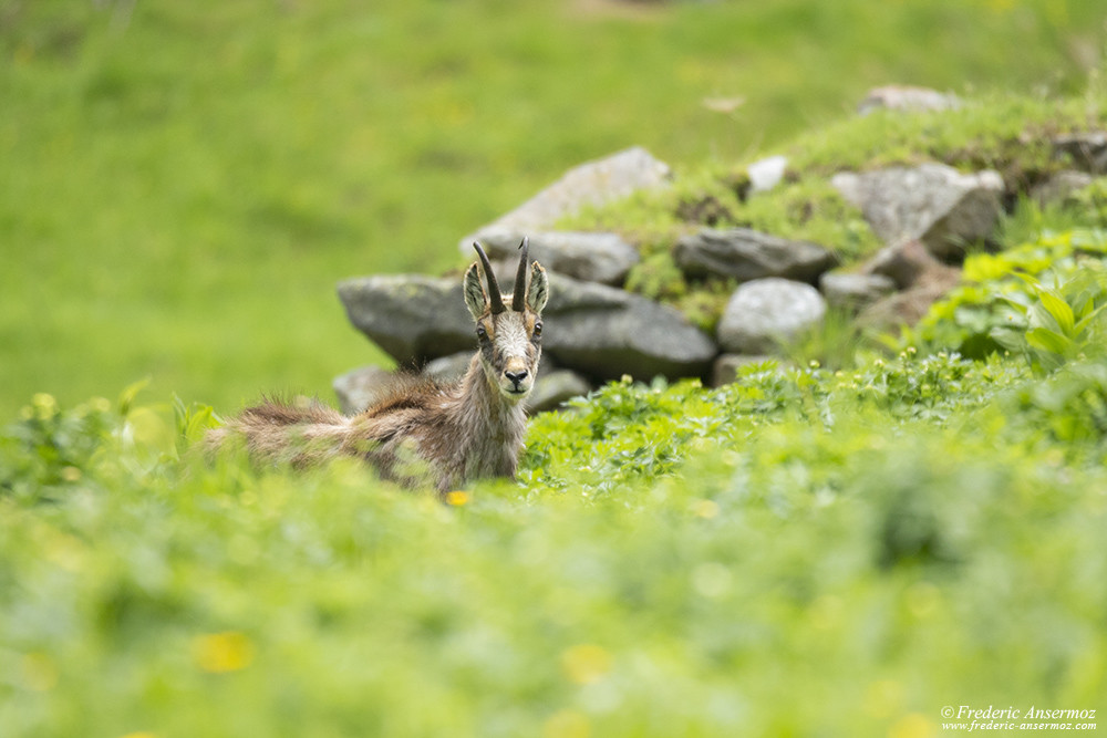 Chamois dans le parc national du Grand Paradis, Italie