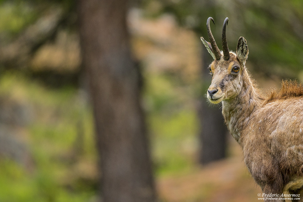 Chamois dans le Val de Cogne, Grand Paradis, faune en Italie