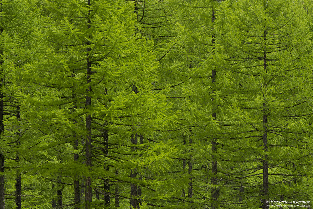 Forêt en Italie au parc national du Grand Paradis