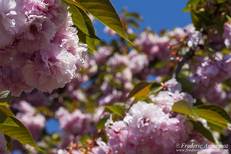 Washington dc cherry blossom