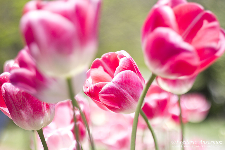 Washington dc tulips