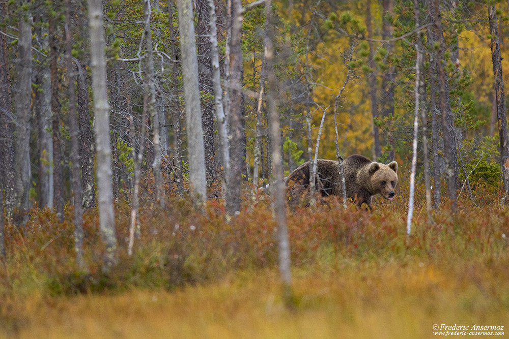 Bear watching in Finland, Kuusamo