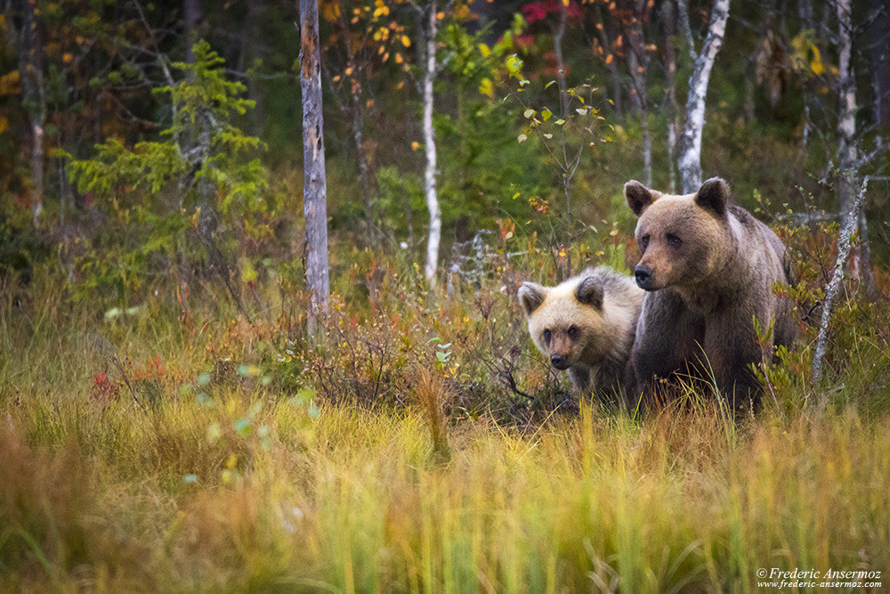 Brown bear mum and cub, Kuusamo, Finland