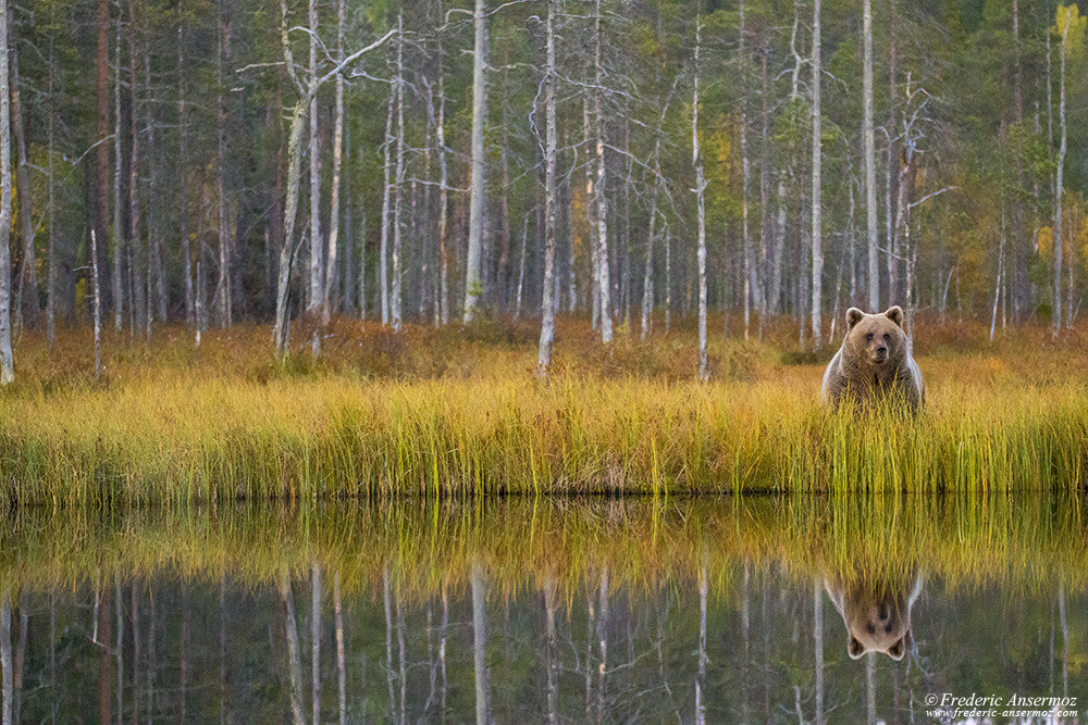 Ours brun sauvage en Finlande, réflexion sur l'eau