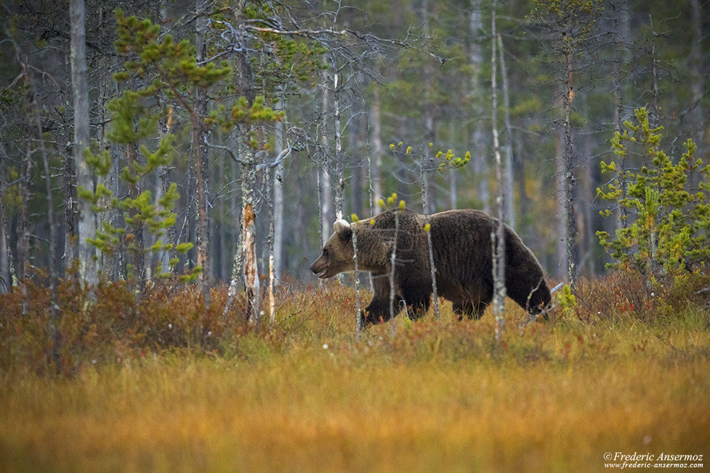 Watching brown bear in wild taiga in Finland