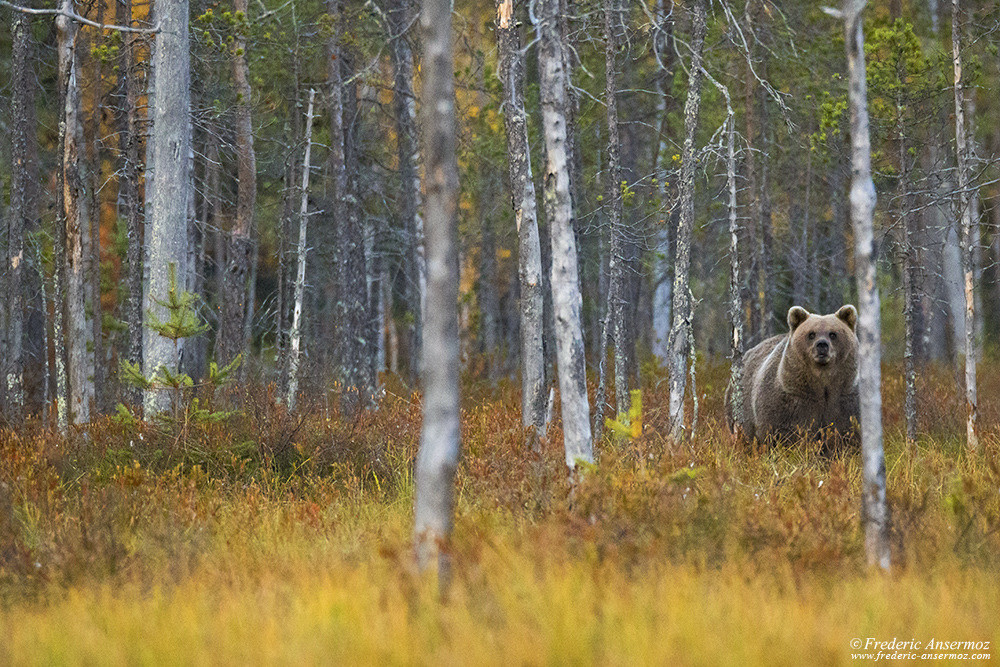 Ours brun dans la forêt finlandaise, taïga sauvage Ours brun dans la forêt finlandaise, taïga sauvage