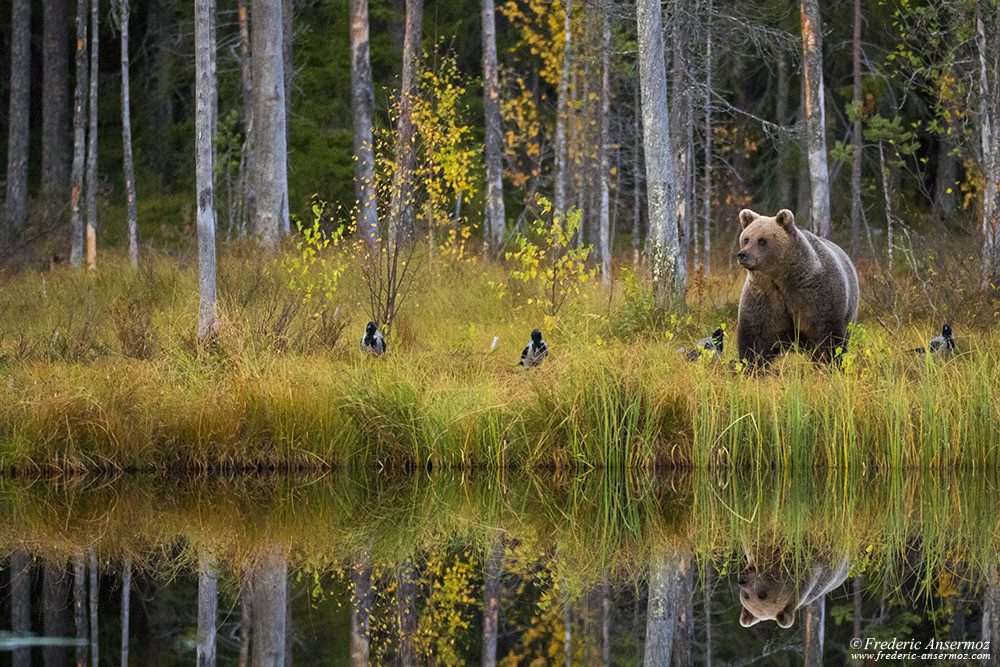 Observation de la faune en Finlande, ours brun sauvage