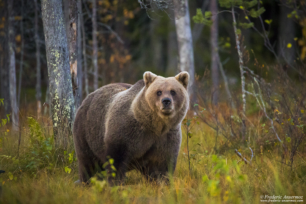 Énorme ours regardant mon appareil photo, photographie animalière