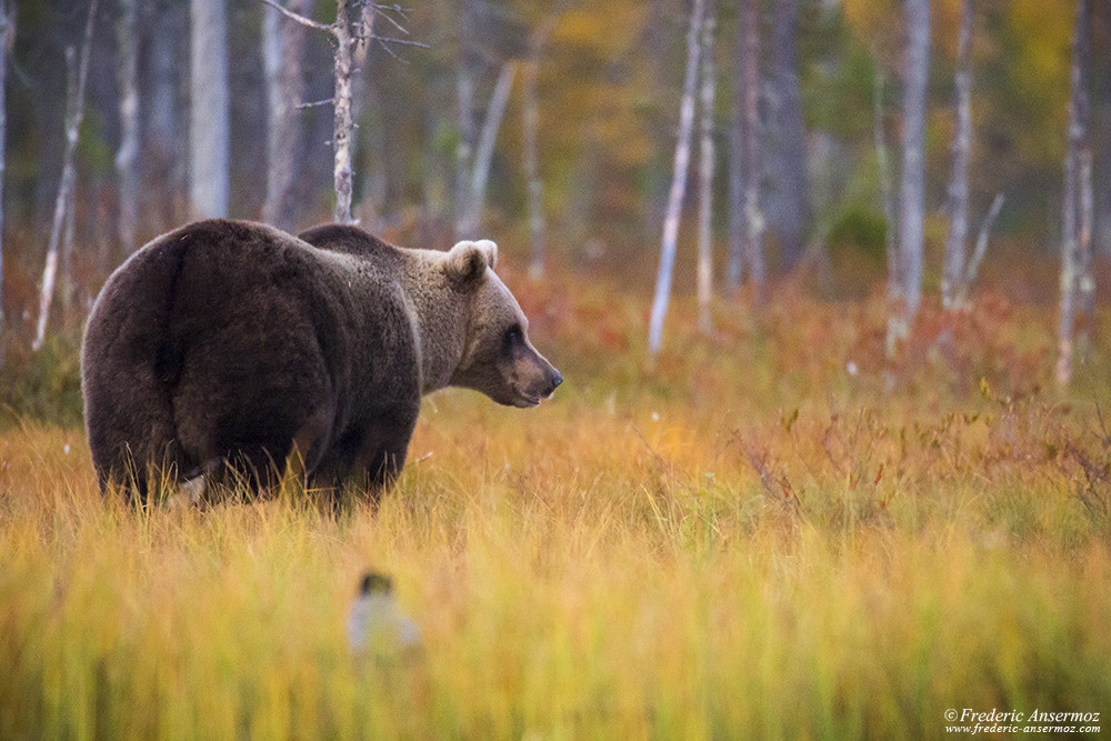 Wild brown bear in taïga, Finland