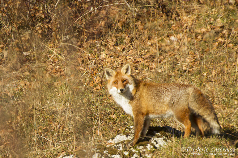 Adult red fox