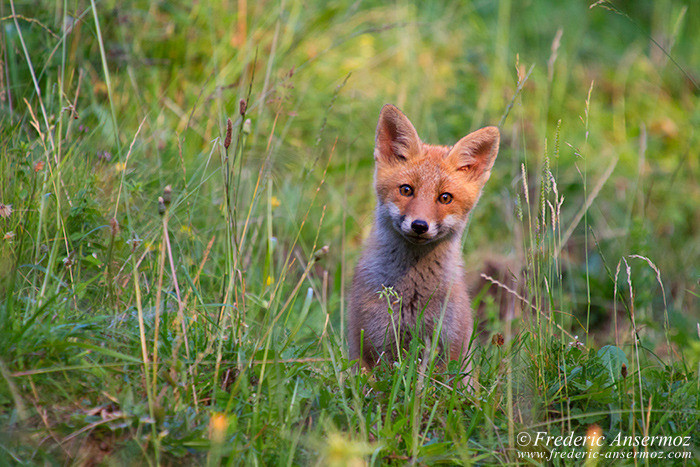 Cute fox cub looking