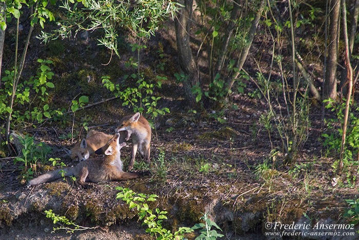 Fox cubs playing