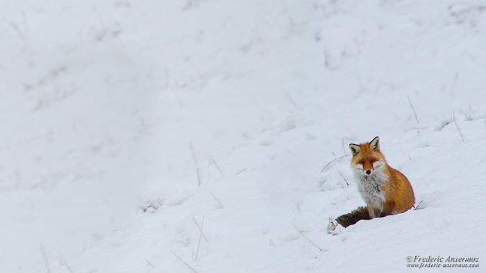 Fox snow winter