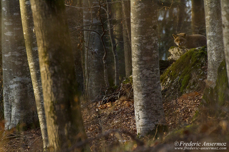 Renard se reposant