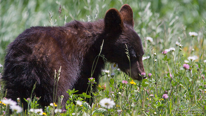 Wildlife photography bear cub