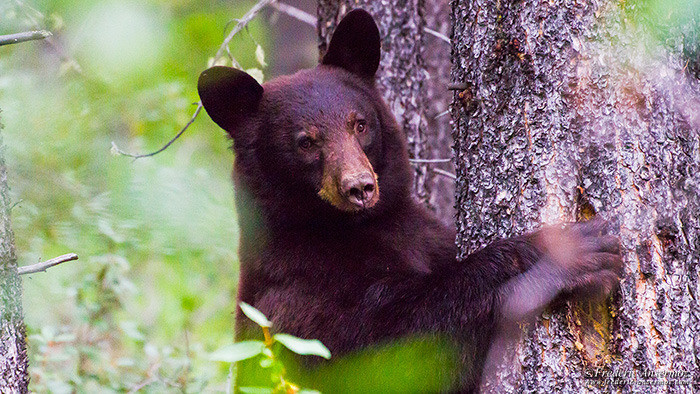 Wildlife photography black bear