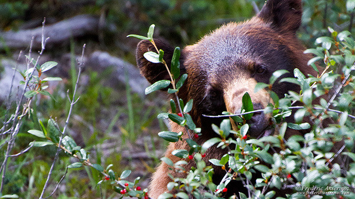 Wildlife photography brown bear 3