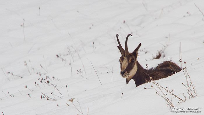 Wildlife photography chamois 2