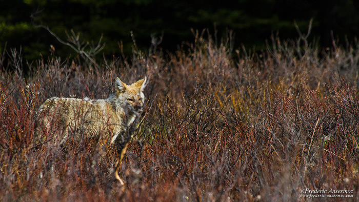Wildlife photography coyote