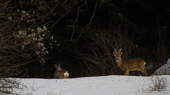 Wildlife photography deer 2