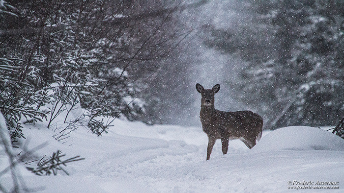 Wildlife photography deer 4